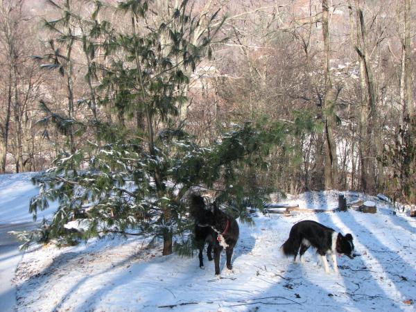 my pups enjoy the fresh snowfall