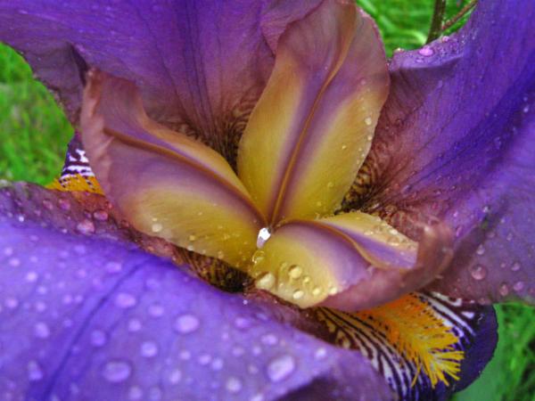 Iris in June
