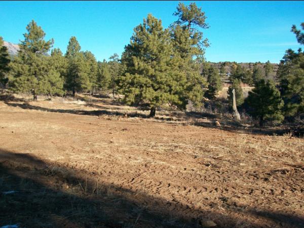 Surrounding Trees
