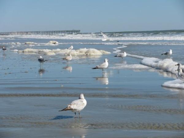 Birds on Beach