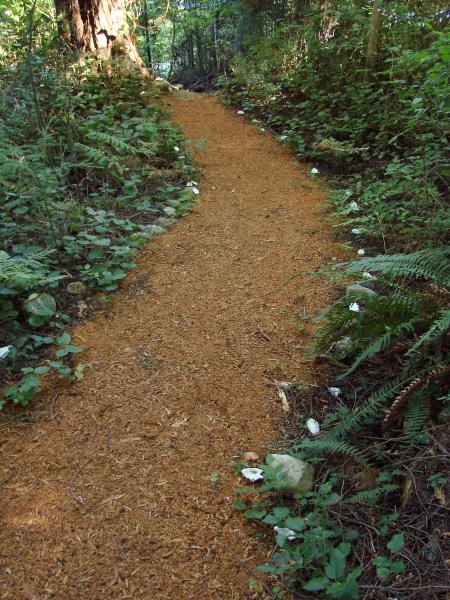 Forest Trails from your Doorstep