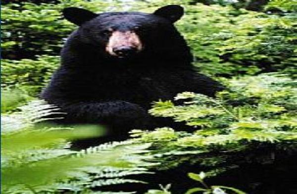Bear View