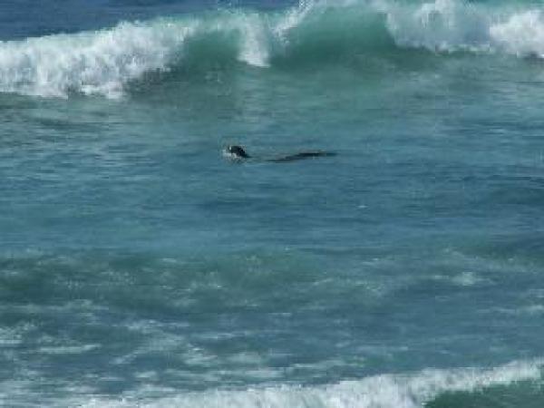 Sea Wave