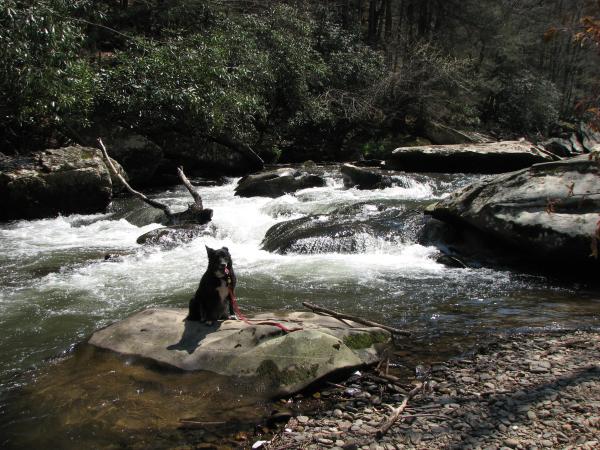 Shadow enjoys one of nearby creeks