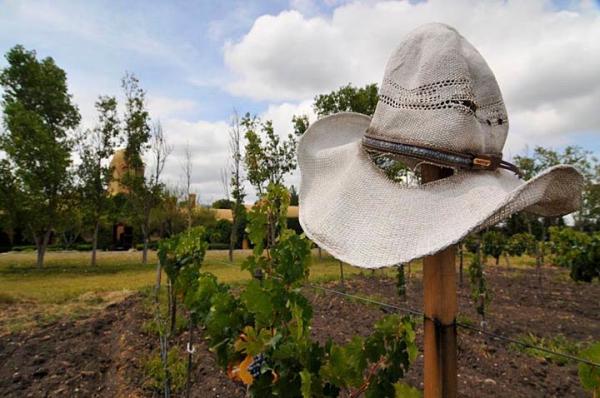 Vineyard