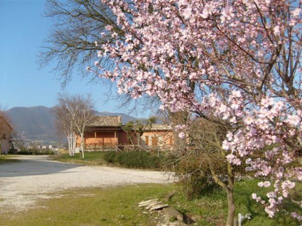 Gli Ulivi Apartment