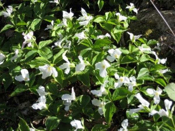 Flowers in Spring