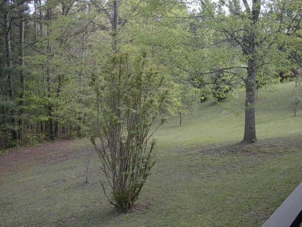 Back yard