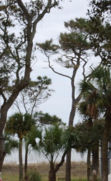 View from Screen Porch