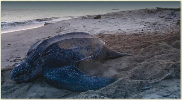 Turtle on Beach