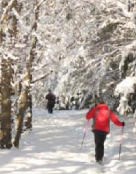 Cross Country Ski