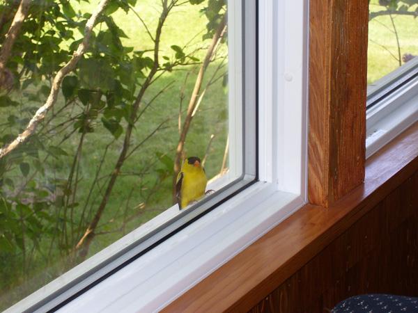 Beautiful Birds