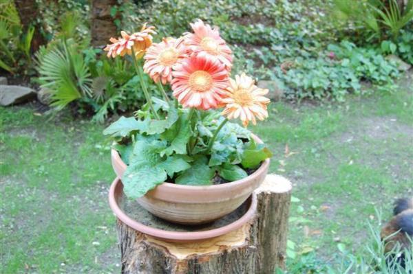 Another View of Garden 