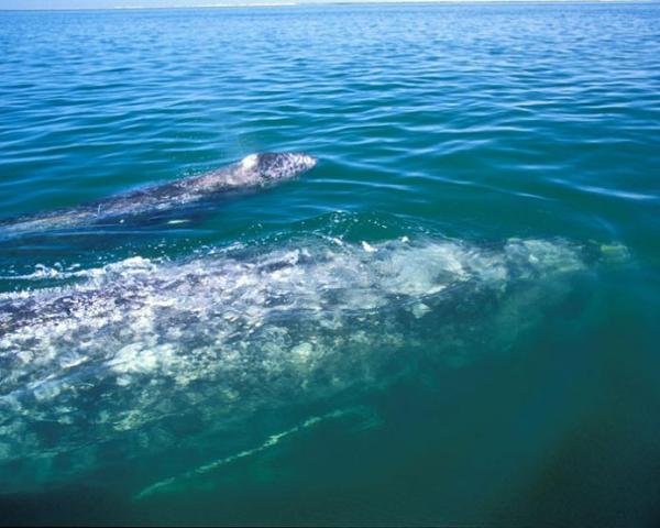 Whale