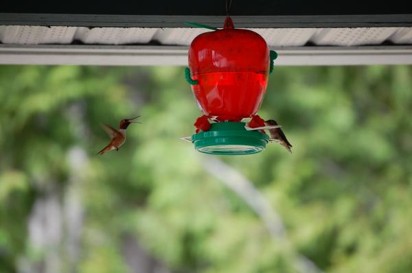 Wildlife 1 Hummingbird