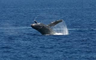 Whale watching in Hawaii