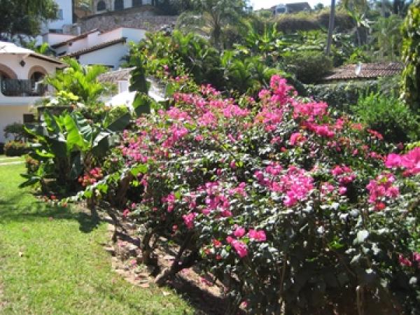 Garden Flowers